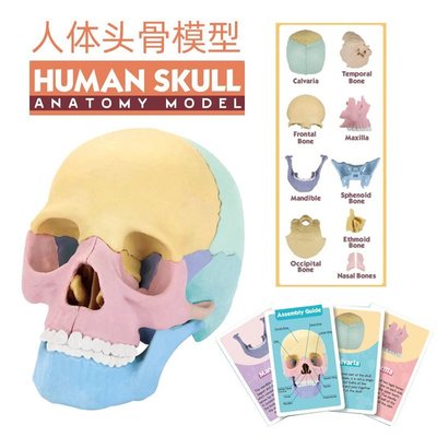 【熱賣精選】STEM拼裝4D人體頭骨模型可拆分標本顱骨模型頭顱口腔教學骨骼美術