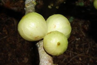 ╭＊田尾玫瑰園＊╯新品種水果苗-(白嘉寶果)高2尺-4年就可以結果