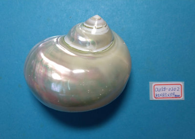 (shelllin 貝殼林)  a050-0202  夜光嶸螺磨光品 80*85*59 mm)