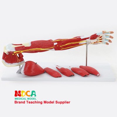 上肢肌肉血管神經模型手臂肌運動解剖模型醫學教學 MJRS004
