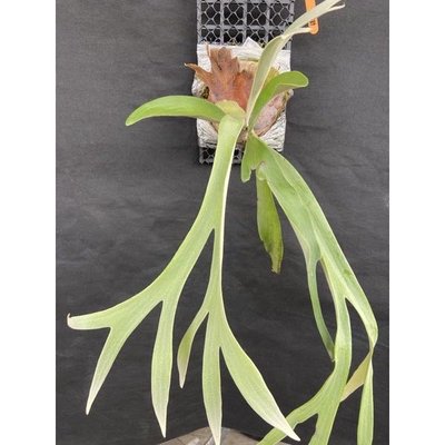 鹿角蕨-銀哇-己上板療癒植物-天南星-觀葉-室內-文青風-IG網紅-植物-療癒植物-蕨類植物
