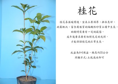 心栽花坊-桂花/3吋/桂花苗/開花植物/香花植物/售價45特價40