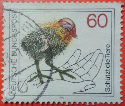 德國郵票舊票套票 1981 Eurasian Coot (Fulica Atra) - Chick Animal Protection