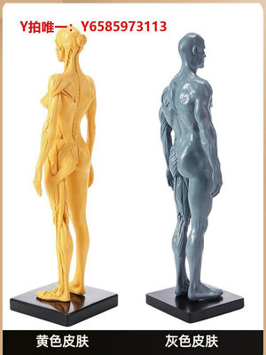 人體骨骼模型30cm雕塑藝用人體肌骨骼解剖結構模型美術用參考繪畫中性推薦