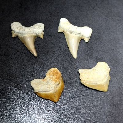 摩洛哥古生物化石鯊魚牙齒化石原石標本動物牙齒化石科普教學標本凌雲閣化石隕石 促銷