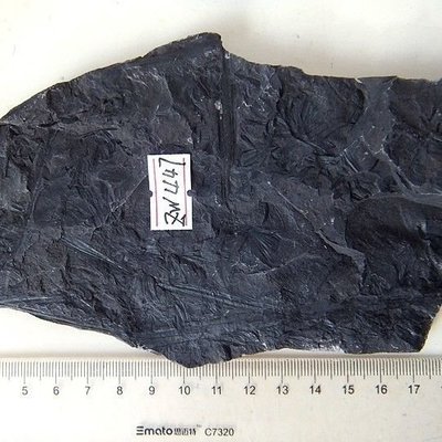 天然陽泉輪葉植物化石樹葉植物昆蟲狼鰭魚古生物化石標本zw447凌雲閣化石隕石 促銷