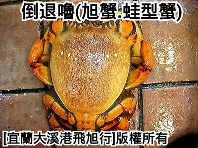 活體旭蟹  (倒退嚕、蛙型蟹)