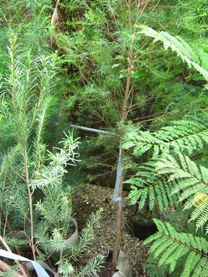 ╭＊田尾玫瑰園＊╯優良庭園用樹-(澳洲茶樹)盆植高5尺
