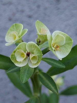 【石在好玩】破魔之矢 Euphorbia pteroneura