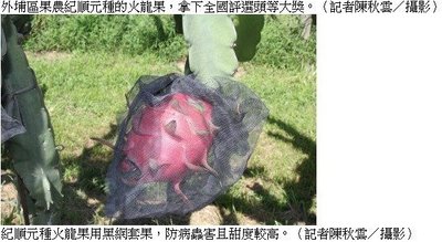 [樂農農] 火龍果網套 100只 黑色 加長加寬加厚 33cm*26cm 火龍果 紅龍果 套袋 網袋 水果套袋
