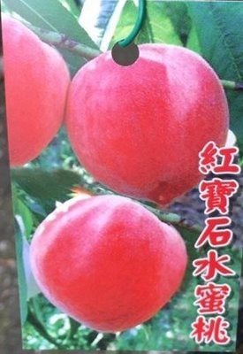 花花世界_水果苗--紅寶石水蜜桃--新品種/4吋盆/高40-60公分/Ts