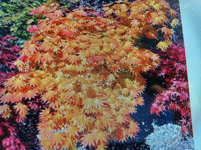 特殊少見的日本紅楓樹苗，名字叫做秋月，好種植喜歡全日照潮濕的環境一盆1600元優惠免運費數量有限