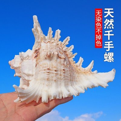 大千手螺菊花螺天然貝殼海螺魚缸水族造景裝飾地中海風~定價