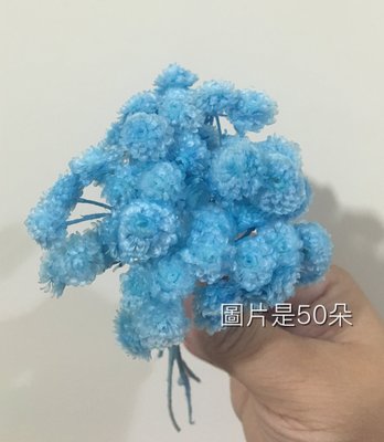 乾燥花/蠟菊/可以加鐵絲延長/藍色蠟菊一份50朵花苞