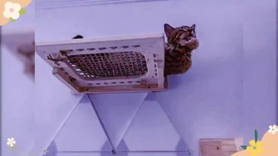 貓爬架 貓梯 透氣劍麻床 瞭望臺 貓跳臺 貓用品系列