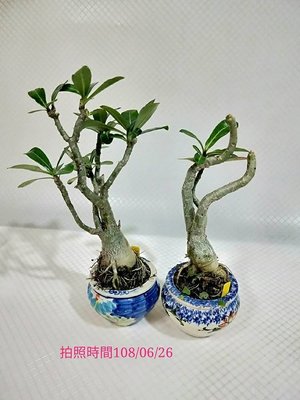易園園藝- 沙漠玫瑰（天寶花）Ｄ2室內盆栽小品（2盆）/盆景高約30公分