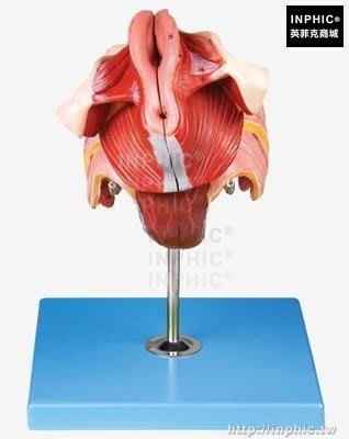 INPHIC-解剖模型正中矢狀切面女性生殖器官結構盆部器官和女性會陰醫學模型醫療實驗道具_znW3