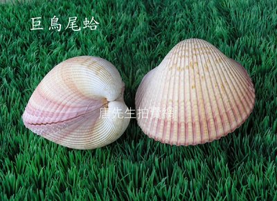 【唐先生拍賣網】巨鳥尾蛤~綜合貝殼 貝類 海星 ~另有貝殼沙 鵝卵石 麥飯石頭石材批發