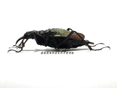 【熱賣精選】亞馬遜原始雨林驚嘆的琉璃鬼艷天牛甲殼蟲標本03