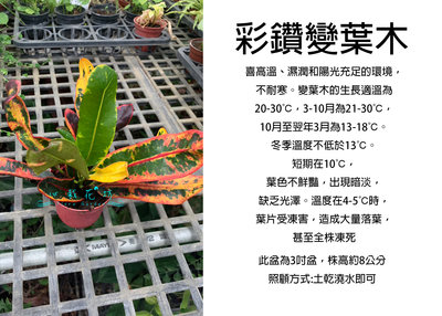 心栽花坊-彩鑽變葉木/變葉木/3吋/綠化植物/綠籬植物/售價60特價50