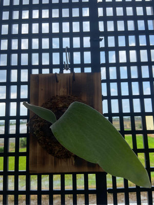鹿角蕨P.woot #140側芽療癒-文青、蕨類植物、雨林植物-IG網紅-觀葉-室內植物