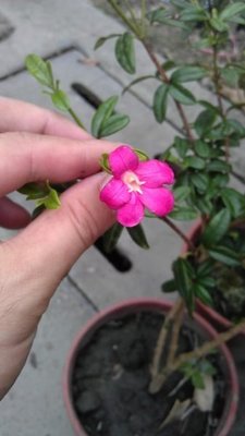 ╭☆東霖園藝☆╮超優質花種(古巴拉貝木)