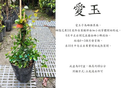 心栽花坊-愛玉/4吋/水果苗/公母價格一樣/蔓性植物/爬藤植物/售價260特價220