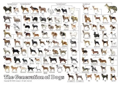 21-106 絕版迷你3000片日本正版拼圖 狗 犬的系統圖