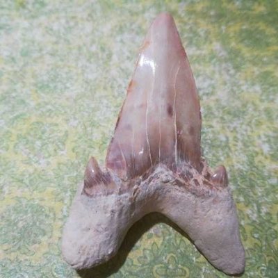 精品特大鯊魚牙齒古生物化石原石奇石教學科普摩洛哥標本珍藏觀賞凌雲閣化石隕石 促銷