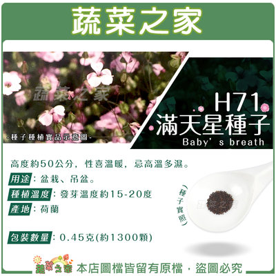 【蔬菜之家滿額免運】H71.滿天星種子0.45克(約1300顆)(小花) 艷紅//用途：盆栽、吊盆。