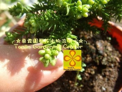 ╭☆東霖園藝☆╮日本-八房杉(正宗)-苗栽 .限量供應中-出售為3吋.缺貨中