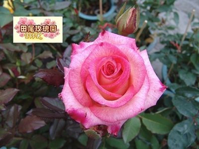 ╭＊田尾玫瑰園＊╯香氣植物--(玫瑰花)-可提制香精油-不挑品種