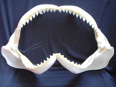 [公牛鯊嘴牙]44.5公分公牛鯊魚嘴..專家製作雪白無魚腥味!..是標本也是掛飾.!. #3.44.5x27