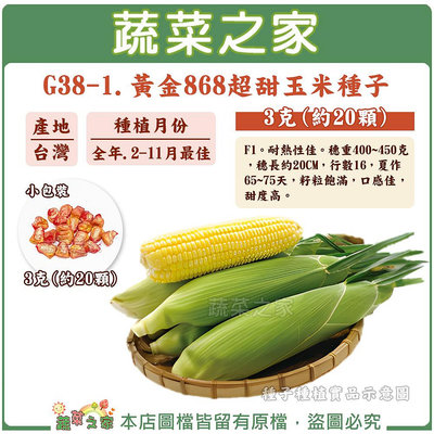 【蔬菜之家滿額免運】 G38-1.黃金868超甜玉米種子3克(約20顆) 番麥 玉米種子 果菜種子 黃玉米
