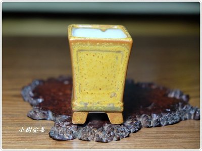 【小樹安每】日本盆缽- [壽悦]  金結晶釉懸崕正方鉢 5cm