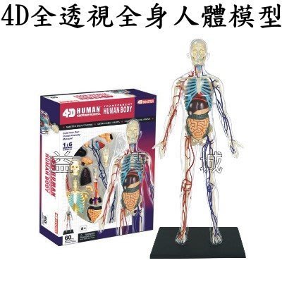 益智城《4D人體模型/4D器官模型/DIY模型/骨骼模型/4D人體器官模型/4D Master 》4D全透視全身人體模型