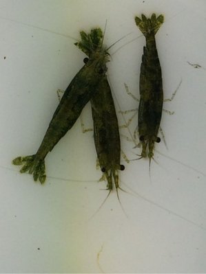 [彩蝦屋］龍魚專用活餌飼料  綠翡翠 米蝦 高級活餌 釣餌