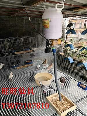 餵食器鴿子全自動喂食器信鴿喂料機定時定量投食觀賞鴿賽鴿用品用具喂水
