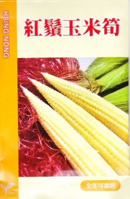 紅鬚 玉米筍【蔬果種子】 興農牌 中包裝種子 每包約8公克 全年可播種