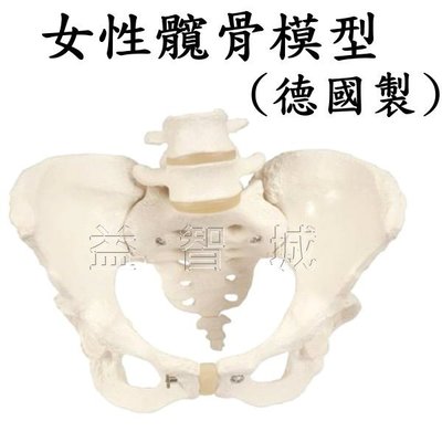 益智城新館《骨盆模型/教學人體骨骼模型/人骨模型/骨頭模型/髖部模型》女性髖骨模型/骨盆骨骼模型(德國製)