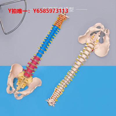 人體骨骼模型人體脊柱模型脊椎帶尾骨盆神經腿骨頸胸腰椎間盤一比一可彎曲教學