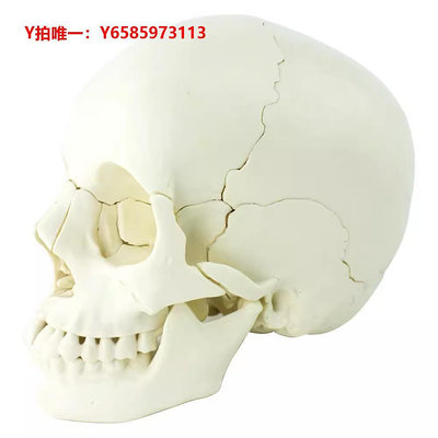 人體骨骼模型MDCD海人體頭骨模型 亞洲頭顱骨解剖模型標本skull顱骨骼結