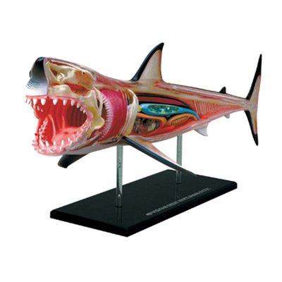 4D MASTER益智拼裝玩具動物生物鯊魚器官解剖醫學用教學模型
