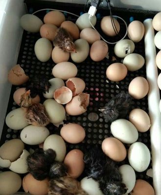 全自動孵蛋機 孵蛋器 孵蛋箱 自動翻蛋 孵化器 滾動翻蛋 雞蛋 56枚