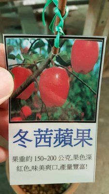 ╭＊田尾玫瑰園＊╯新品種樹苗-(冬茜蘋果)700元/株.歡迎詢問