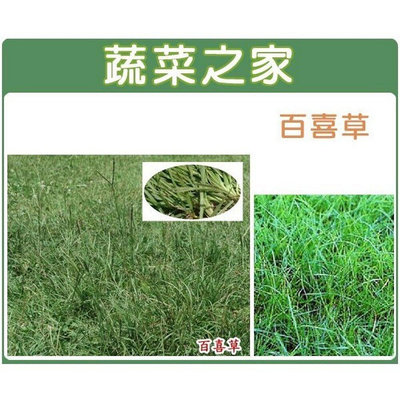 【蔬菜之家滿額免運】M01.百喜草種子10公克(草皮種子)(有藥劑處理) 草地種植