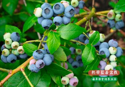暢銷【熱帶藍莓】盆栽 | 全台灣都能種植 | 陽台.窗台.頂樓也能種植 |