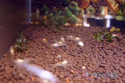 [AB水族生技工作室] 人工繁殖大和藻蝦Caridina multidentata 約1~2 cm 水草缸 除藻工具蝦