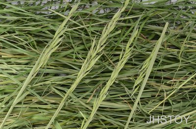JHS（（金和勝 小農））無毒有機 新鮮現割 鮮綠乾草 燕麥草 250g裝 0610