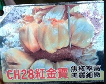 花花世界_水果苗--ch28紅金寶波羅蜜--馬來西亞的冠軍品種/4吋盆/高30-40公分/Ts
